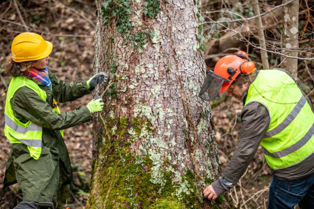 Best Arborist Consultation Services  in High Bridge, NJ