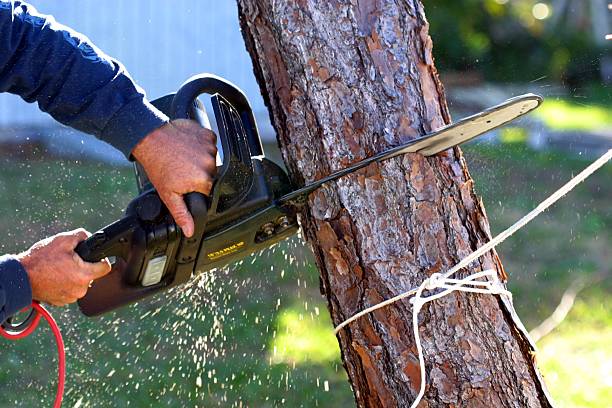 How Our Tree Care Process Works  in  High Bridge, NJ