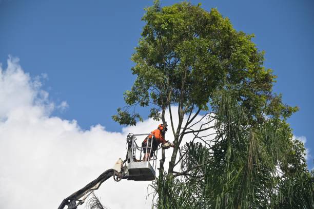 Best Stump Grinding and Removal  in High Bridge, NJ