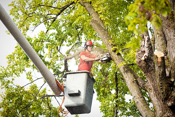  High Bridge, NJ Tree Care Pros